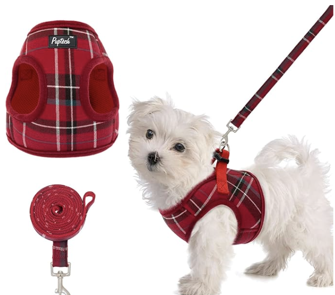 Maltese puppy wearing festive red plaid vest and matching leash